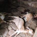 सनी देओल व वंशीधर तिवारी के बीच बॉर्डर-2 को लेकर हुई चर्चा