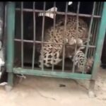 दीक्षिता जोशी होंगी पौड़ी की जॉइंट मजिस्ट्रेट