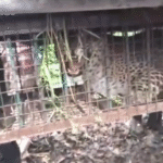 ऋषिकेश: चंद्रभागा नदी में फंसी गाड़ियां व लोग, रेस्क्यू शुरू