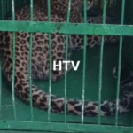 पौड़ी: गुलदार का एक और हमला, ग्रामीणों ने किया हाइवे जाम