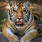 पौड़ी: गुलदार फिर सक्रिय, मजदूर को बनाया निवाला