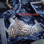 बाड़ा के आदमखोर को भी जॉय हुकिल ने किया ढेर