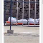 28 को आयोजित होगा विस् का विशेष सत्र